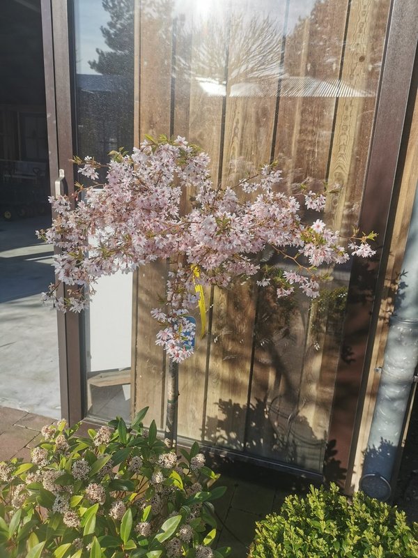 Prunus subhirtella `Autumnalis Rosea` Sta C Sth 80 Krone einj, Quartier: Giebelbeet